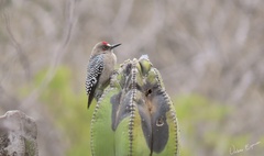 Melanerpes hypopolius