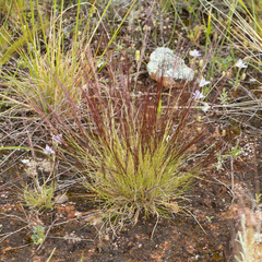 Aristida contorta