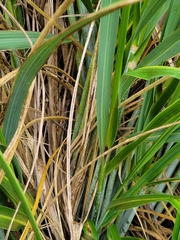 Austroderia richardii