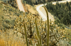 Corryocactus erectus