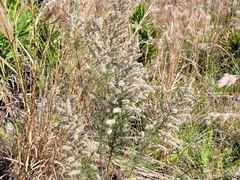 Eupatorium compositifolium