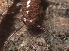 Caseyidae