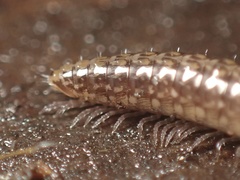 Caseyidae
