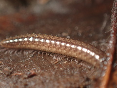 Caseyidae