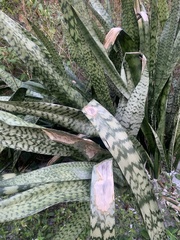 Sansevieria