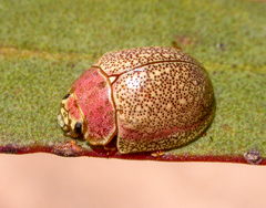 Paropsis roseola