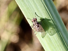 Anthomyia punctipennis
