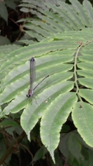 Psolodesmus mandarinus dorothea