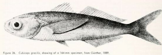Bigeye Cigarfish