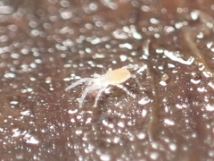 Rhagidiidae
