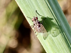 Anthomyia punctipennis