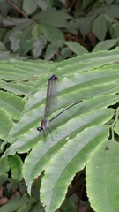 Psolodesmus mandarinus dorothea