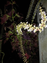 Escallonia pulverulenta