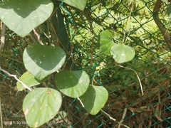 Cissus quadrangularis