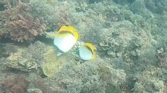 Chaetodon lineolatus