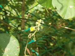 Cissus quadrangularis