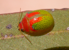 Paropsisterna