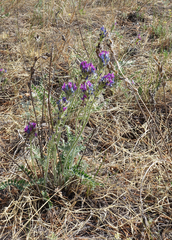Oxytropis strobilacea