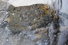 Hymeniacidon perlevis