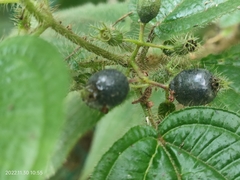 Miconia crenata