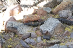 Lampropeltis splendida