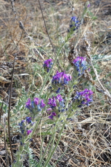 Oxytropis strobilacea