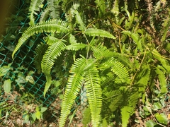 Dicranopteris linearis