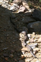 Lampropeltis splendida