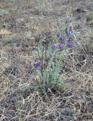 Oxytropis strobilacea