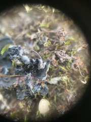 Leptochidium albociliatum