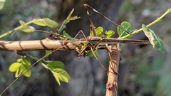 Conocephalus melaenus