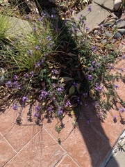 Verbenaceae