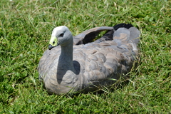 Cereopsis novaehollandiae