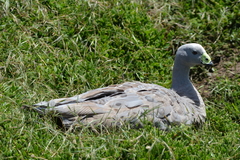 Cereopsis novaehollandiae