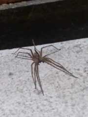 Acanthoctenus