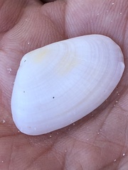 Donacidae