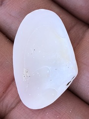 Donacidae