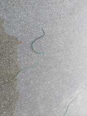 Phyllodocidae