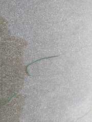Phyllodocidae
