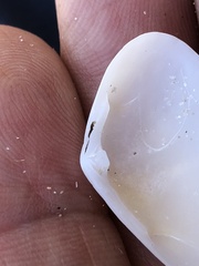 Donacidae