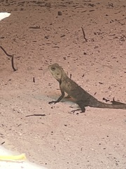 Agamidae
