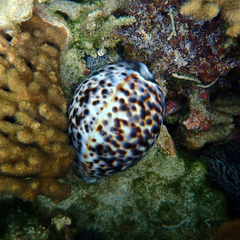 Cypraea tigris