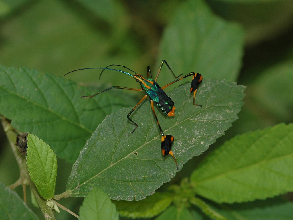 Diactor bogotanus