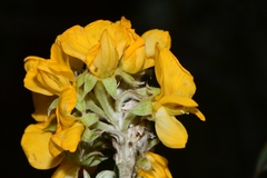 Oxylobium ellipticum