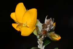 Oxylobium ellipticum