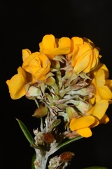 Oxylobium ellipticum