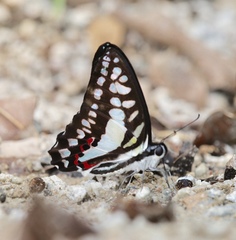 Graphium evemon