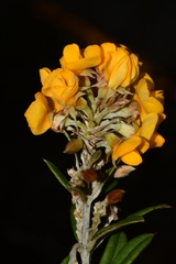 Oxylobium ellipticum