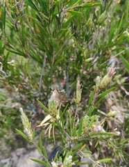 Melaleuca