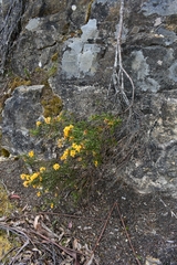 Oxylobium ellipticum